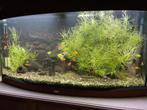 “Juwel” aquarium + toebehoren., Dieren en Toebehoren, Ophalen, Zo goed als nieuw