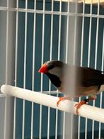 Spitsstaart amadine man, Animaux & Accessoires, Oiseaux | Oiseaux Autre