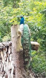 Blauwe Pauwman, Dieren en Toebehoren, Pluimvee, Mannelijk, Overige soorten