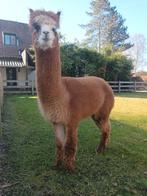 Alpacahengst te koop, Dieren en Toebehoren