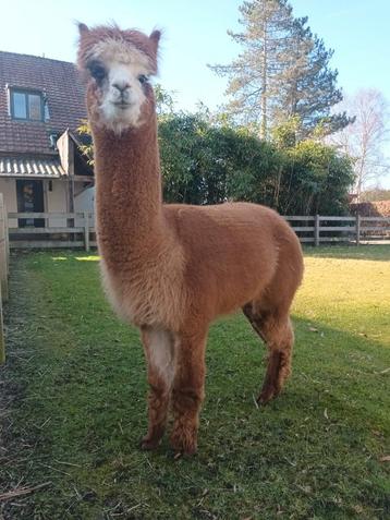 Alpacahengst te koop beschikbaar voor biedingen