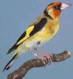 Gezocht gele majoor putter, Dieren en Toebehoren