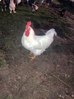 Slacht haantje, Dieren en Toebehoren