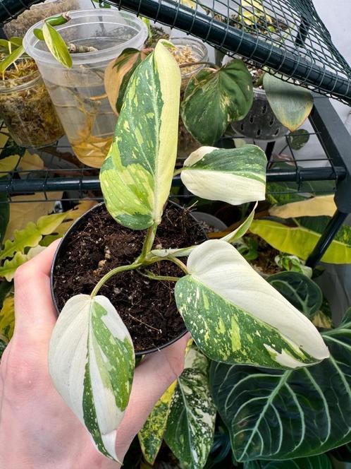 Philodendron gloriosum variegata (tricolor), Maison & Meubles, Plantes d'intérieur, Autres espèces, 200 cm ou plus, Plante à fleurs