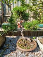 bonsia, Tuin en Terras, Planten | Bomen, Ophalen
