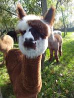 Alpaca merrie, Juni, Vrouwelijk