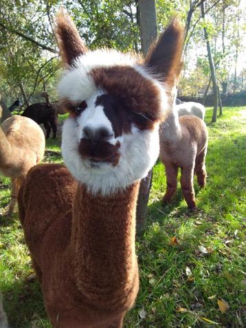 Alpaca merrie beschikbaar voor biedingen