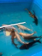 11 koi rond 45_50 cm. (Niet duur), Dieren en Toebehoren, Karper of Koi