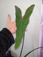 Alocasia Tigrina Superba knollen, Huis en Inrichting, Kamerplanten, Ophalen of Verzenden