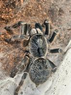 Ceratogyrus darlingi vrouwtje ️ 5 cm lichamlengte, Animaux & Accessoires, Insectes & Araignées