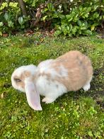 2 tamme frans hangoor rammetjes., Dieren en Toebehoren, Konijnen, Hangoor