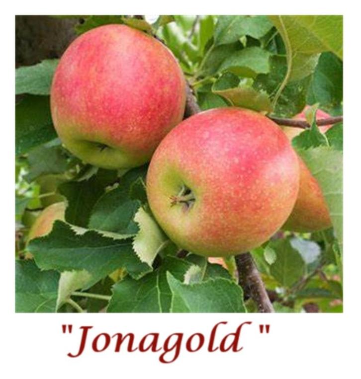 FORSE LAAGSTAM APPELAARS, oa JONAGOLD (8€/Stuk, 2 voor 15€), Tuin en Terras, Planten | Tuinplanten, Vaste plant, Fruitplanten