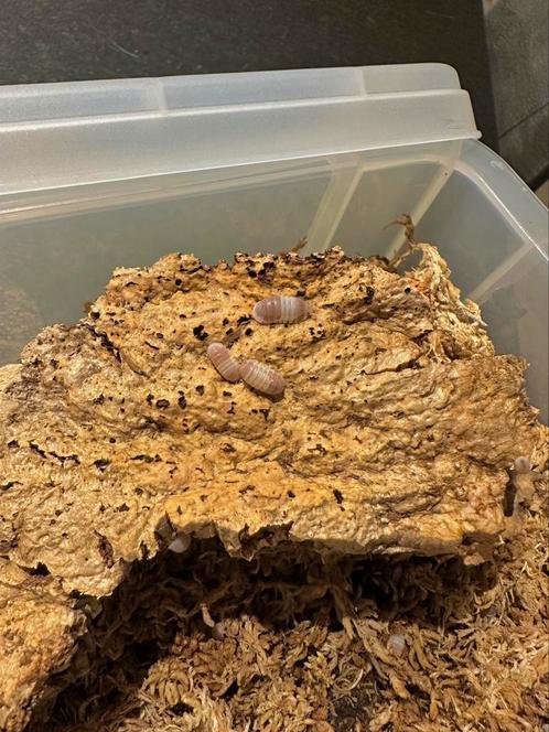 Cubaris pink panda king - isopods €150/10, Dieren en Toebehoren, Insecten en Spinnen