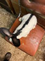 Lapins géants des Flandres, Plusieurs animaux, Grand