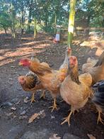 Wyandotte kriel hanen, Dieren en Toebehoren