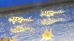 L236sw/sy jongen, Dieren en Toebehoren, Vissen | Aquariumvissen