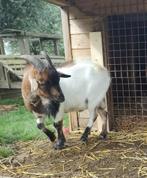 Zeer mooie en lieve, kleine bok (niet gecastreerd)., Dieren en Toebehoren, Schapen, Geiten en Varkens, Mannelijk, Geit, 3 tot 5 jaar