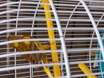 ZEER goed fluitende KLEURKANARIES met of zonder KOOI, Dieren en Toebehoren, Vogels | Kanaries, Meerdere dieren, Zangkanarie