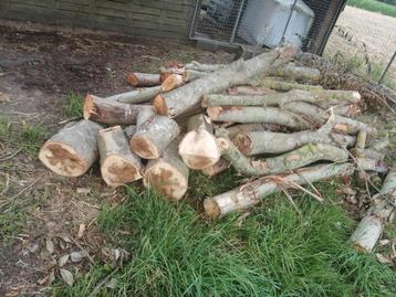 Lot brandhout niet droog, Enlèvement ou Envoi
