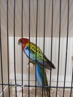rosella man, Mâle, Perruche