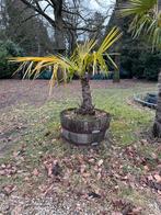 Palmboom, Ophalen, Palmboom