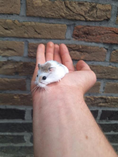 Jonge roborovski dwerghamsters, verschillende kleurtjes, Dieren en Toebehoren, Knaagdieren, Juni