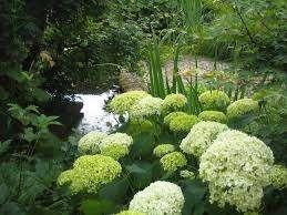 Hydrangea Annabelle met speciale actie, Jardin & Terrasse, Plantes | Arbustes & Haies, Arbuste, Hortensia, Enlèvement