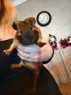 2 beertjes zoeken een nieuwe thuis, Dieren en Toebehoren, November