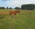 houten hekkens, Weidegang, 4 paarden of pony's of meer