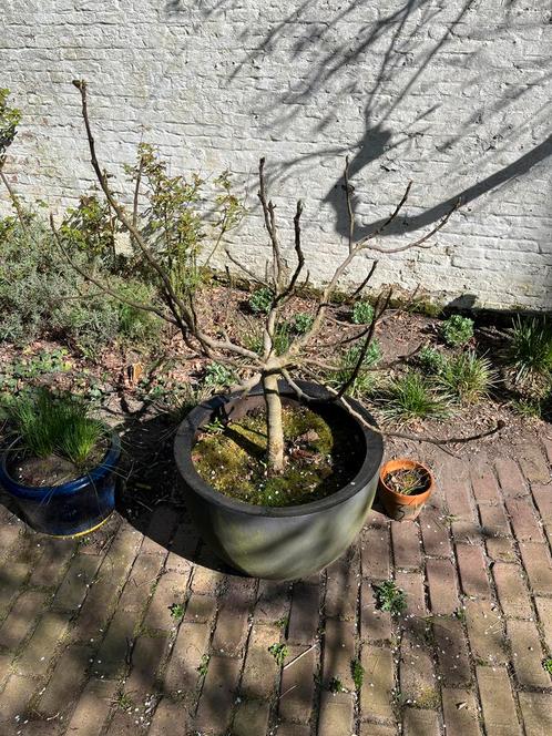 Geknotte vijgenboom (h 70 cm), Tuin en Terras, Planten | Bomen, Ophalen of Verzenden