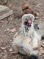 Zijdehoen haan, Dieren en Toebehoren, Mannelijk