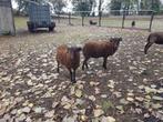 Quessant, Dieren en Toebehoren