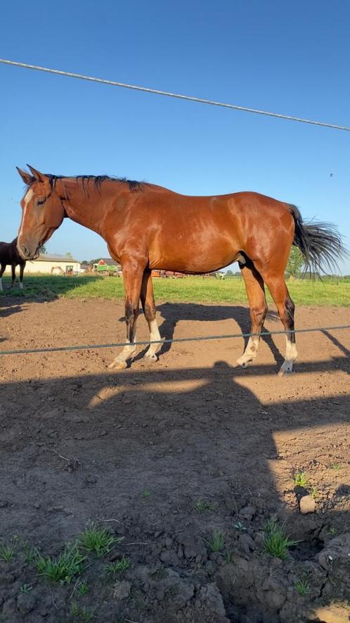 4-jarig springpaard te koop, Dieren en Toebehoren, Paarden, Ruin, Zadelmak, 170 tot 175 cm, 3 tot 6 jaar, Springpaard, Met stamboom