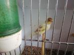 Nog 1 jonge kanarieman, Dieren en Toebehoren, Mannelijk, Zangkanarie