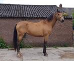 3 jarige Valk kleurige KWPN Merrie, Dieren en Toebehoren, Merrie, Springpaard, Gechipt, 3 tot 6 jaar