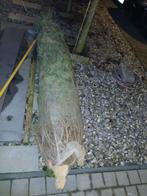 Kerst boom echt 2m 50cm, Tuin en Terras, Ophalen