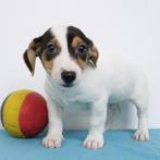 Jack Russell - Belgische pups te koop, Dieren en Toebehoren, Honden | Jack Russells en Terriërs, België, Jack Russell Terriër