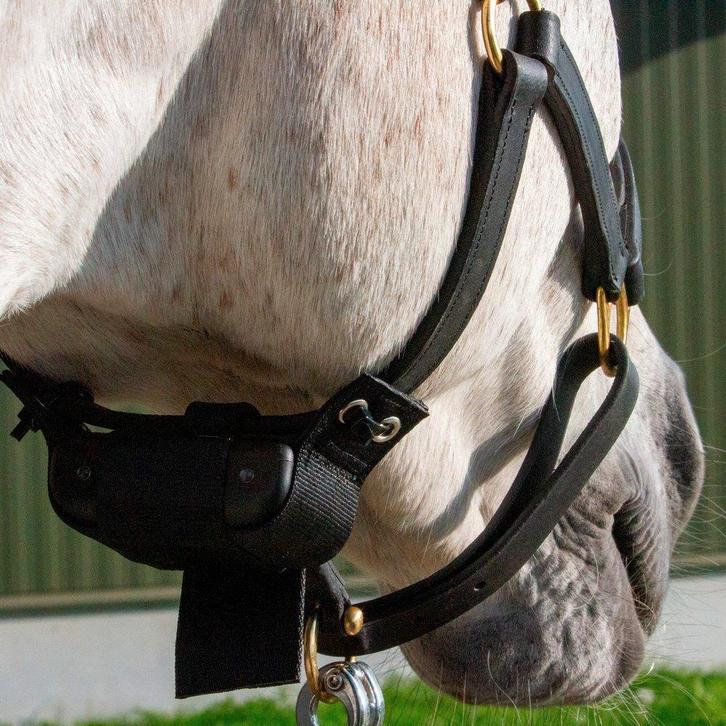 geboortemelder birthalarm te huur, Dieren en Toebehoren, Paarden en Pony's | Dekhengsten en Fokmerries, Merrie