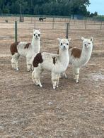 Alpaca veulentjes, Dieren en Toebehoren, Overige Dieren, Januari, Meerdere dieren