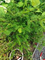 startplant bonsai taxus 3 stam, Tuin en Terras, Planten | Bomen, In pot, Minder dan 100 cm, Overige soorten, Volle zon