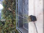 pennisetum alopecuroides, Tuin en Terras, Planten | Tuinplanten, Ophalen, Volle zon, Vaste plant, Siergrassen