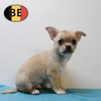 Chihuahua - chiots mâles pleins de charme à vendre, Commerçant, Chien (mâle), Belgique, 8 à 15 semaines