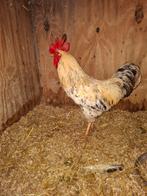 Gratis haan, Dieren en Toebehoren, Pluimvee, Mannelijk, Kip