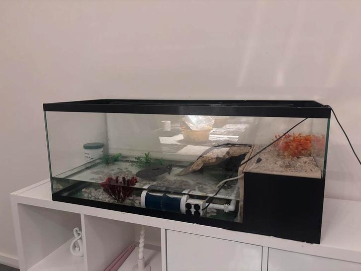 Schilpadden, Dieren en Toebehoren, Reptielen en Amfibieën | Toebehoren, Zo goed als nieuw, Overige typen, Ophalen