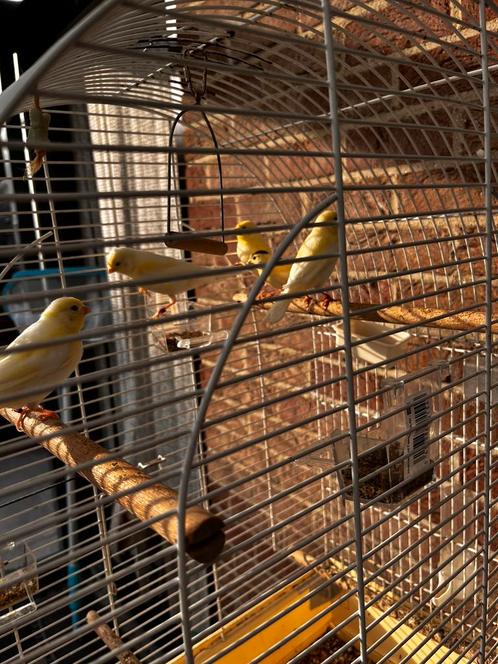 Kanarie- Jonge kanaries 2025 beschikbaar, Dieren en Toebehoren, Vogels | Hokken en Kooien, Nieuw, Vogelkooi, Kunststof, Ophalen