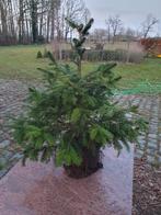 Kerstboom in pot 115 cm hoog - Picea Omorika Potgekweekt, Ophalen, In pot