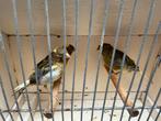 3 jonge kanaries - geslacht onbekend, Dieren en Toebehoren, Geslacht onbekend
