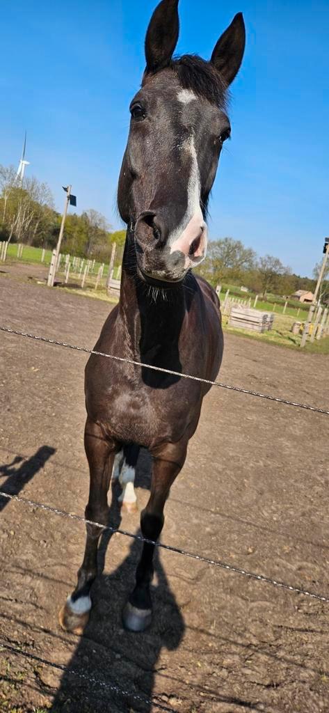Prachtige zwarte 9 jarige merrie, Dieren en Toebehoren, Paarden, Merrie, Springpaard