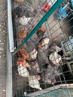 Kip, Dieren en Toebehoren, Ophalen