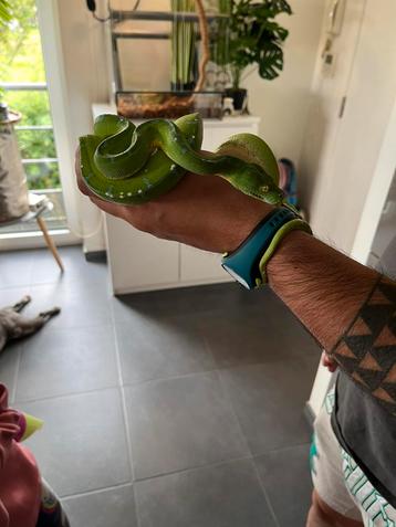 Morelia viridis sonrog femelles 2 ans beschikbaar voor biedingen